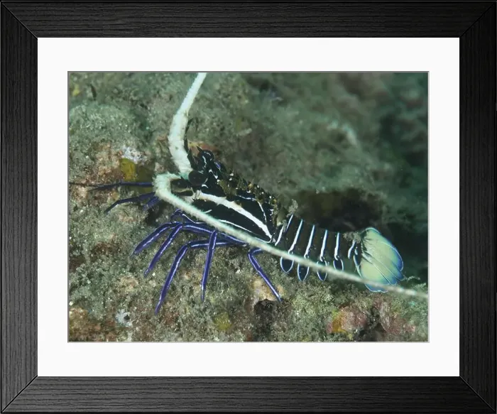 Framed Print : Painted rock crayfish (Panulirus versicolor), dive site Gondol East, Gondol, Bali, Indonesia, Asia Framed Print : Painted rock crayfish (Panulirus versicolor), dive site Gondol East, Gondol, Bali, Indonesia, Asia
