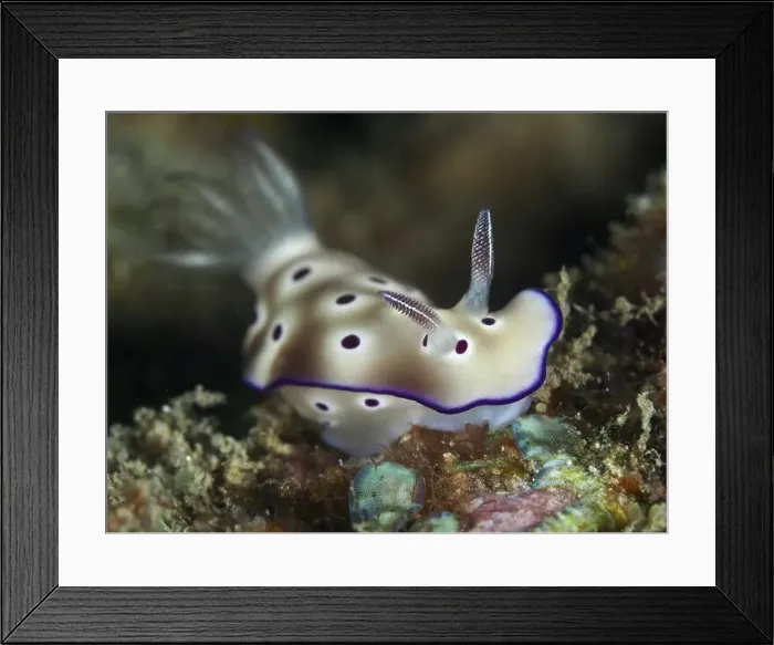 Framed Print : Nudibranch with beige-white body and purple dots Framed Print : Nudibranch with beige-white body and purple dots