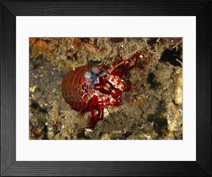 Framed Print : Close-up of a clown mantis shrimp (Odontodactylus scyllarus) on a sandy seabed Framed Print : Close-up of a clown mantis shrimp (Odontodactylus scyllarus) on a sandy seabed