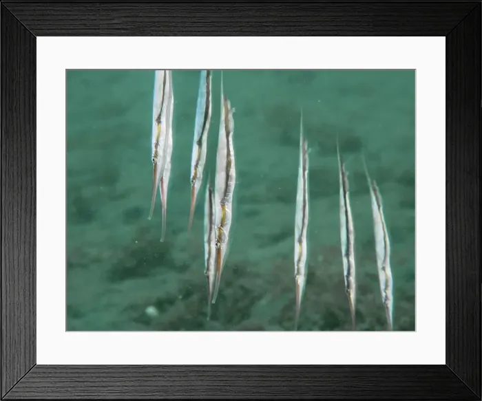 Framed Print : A group of jointed razorfish, razorfish (Aeoliscus strigatus) floating vertically in the turquoise water Framed Print : A group of jointed razorfish, razorfish (Aeoliscus strigatus) floating vertically in the turquoise water