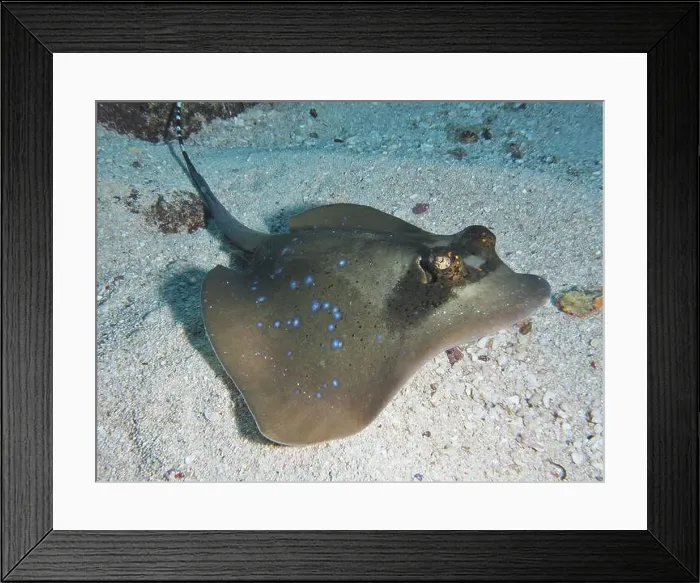 Framed Print : Blue spotted stingray, blue spotted stingray (Neotrygon kuhlii) Framed Print : Blue spotted stingray, blue spotted stingray (Neotrygon kuhlii)