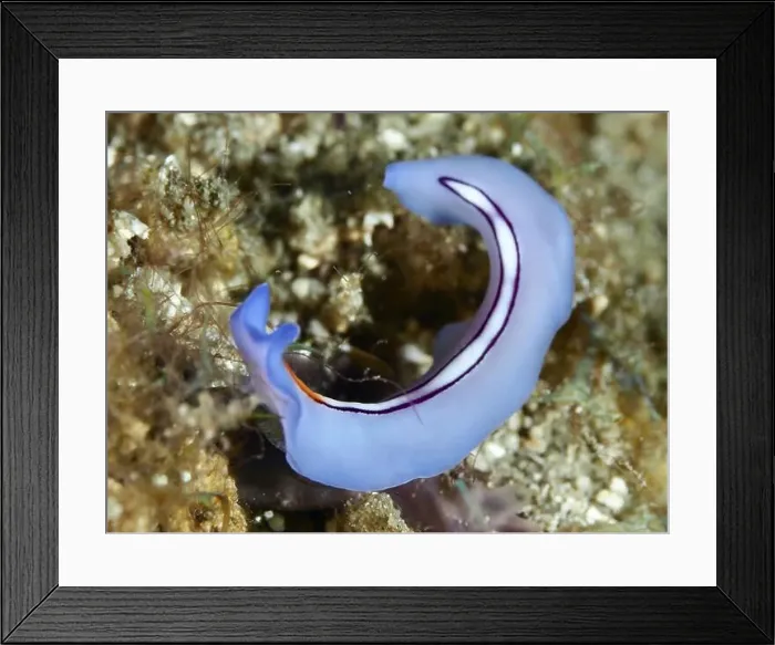 Framed Print : Blue flatworm, racing stripe whirlpool worm (Pseudoceros bifurcus) Framed Print : Blue flatworm, racing stripe whirlpool worm (Pseudoceros bifurcus)