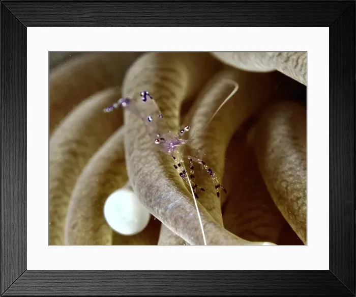 Framed Print : Transparent shrimp, Saravati anemone partner shrimp (Ancylomenes sarasvati) Framed Print : Transparent shrimp, Saravati anemone partner shrimp (Ancylomenes sarasvati)