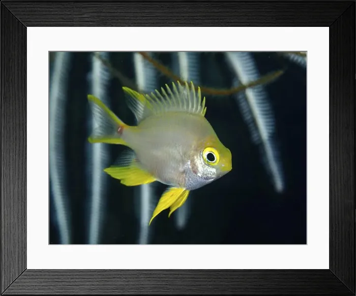 Framed Print : A small fish with yellow fins, Golden damselfish (Amblyglyphidodon aureus) Framed Print : A small fish with yellow fins, Golden damselfish (Amblyglyphidodon aureus)