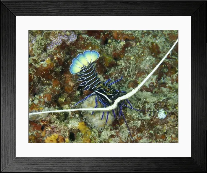 Framed Print : Crab with strikingly curved blue tail Framed Print : Crab with strikingly curved blue tail