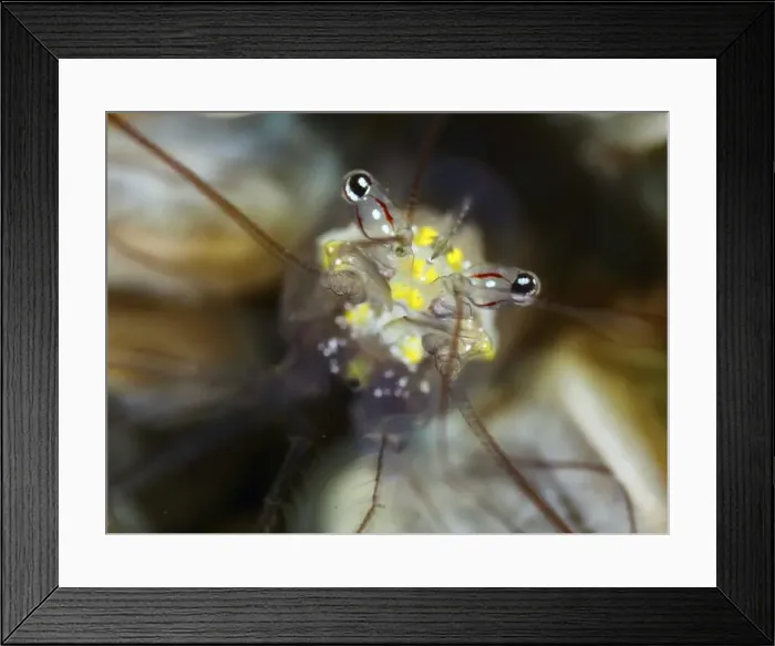 Framed Print : Portrait of a shrimp with huge eyes and yellow dots Framed Print : Portrait of a shrimp with huge eyes and yellow dots