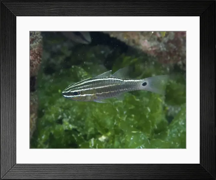 Framed Print : A striped tropical fish, Hartzfeld's cardinalfish (Ostorhinchus hartzfeldii) Framed Print : A striped tropical fish, Hartzfeld's cardinalfish (Ostorhinchus hartzfeldii)