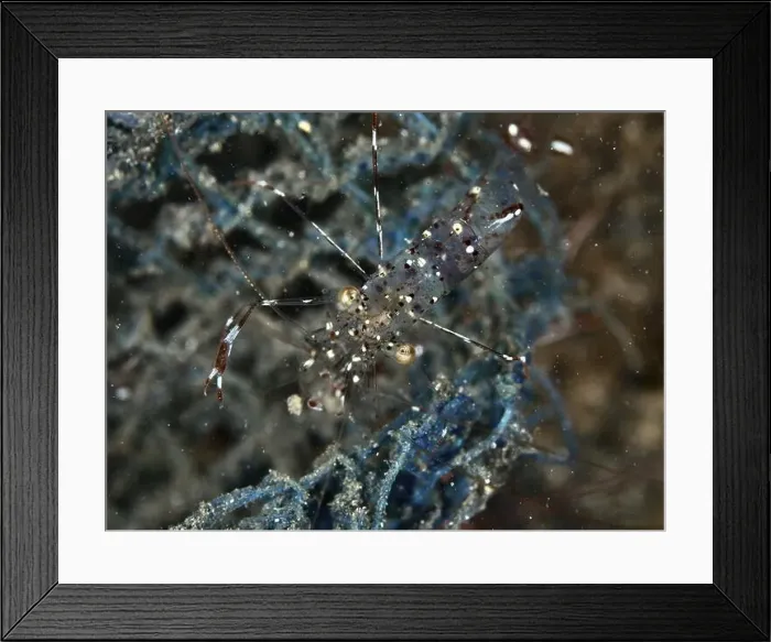 Framed Print : Transparent shrimp, Anton Bruun's cleaner shrimp (Urocaridella antonbruunii) Framed Print : Transparent shrimp, Anton Bruun's cleaner shrimp (Urocaridella antonbruunii)