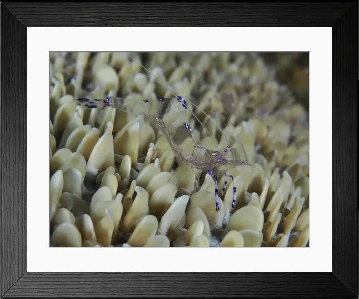 Framed Print : Transparent shrimp, Saravati anemone partner shrimp (Ancylomenes sarasvati) Framed Print : Transparent shrimp, Saravati anemone partner shrimp (Ancylomenes sarasvati)