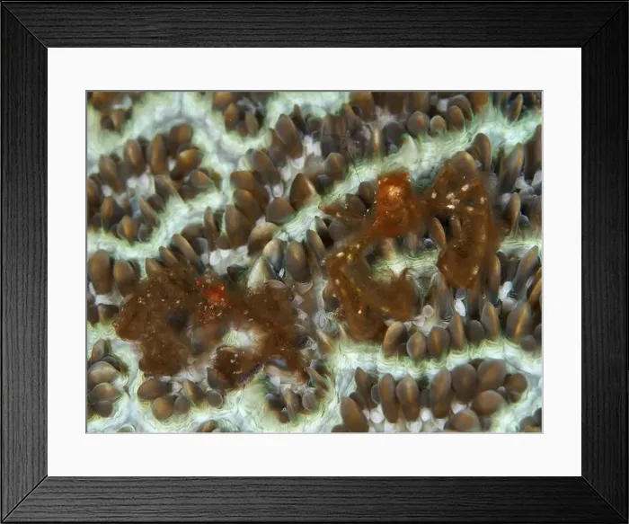 Framed Print : Two crabs, orang-utan crab (Achaeus japonicus) Framed Print : Two crabs, orang-utan crab (Achaeus japonicus)
