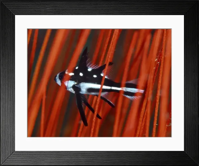 Framed Print : Black and white fish, yellow-eyed snapper (Macolor macularis) juvenile Framed Print : Black and white fish, yellow-eyed snapper (Macolor macularis) juvenile