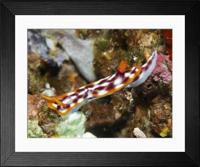 Framed Print : Colourful nudibranch with a white-orange pattern Framed Print : Colourful nudibranch with a white-orange pattern