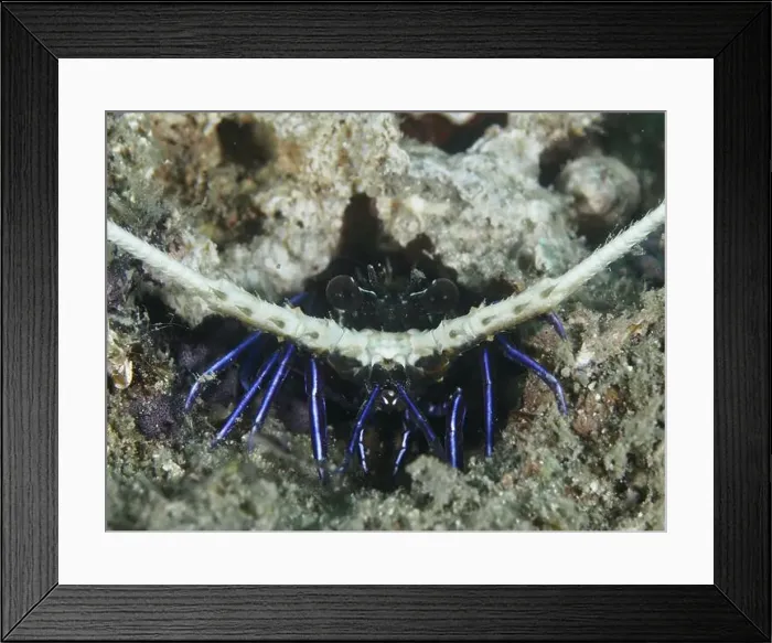 Framed Print : Painted rock crayfish (Panulirus versicolor) hidden under a rock in the sea Framed Print : Painted rock crayfish (Panulirus versicolor) hidden under a rock in the sea