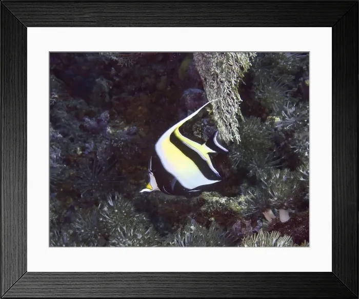 Framed Print : Black and white fish, halterfish (Zanclus cornutus) Framed Print : Black and white fish, halterfish (Zanclus cornutus)