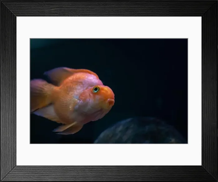 Framed Print : A fish that has a notably large nose is looking directly at the camera with its big eyes Framed Print : A fish that has a notably large nose is looking directly at the camera with its big eyes