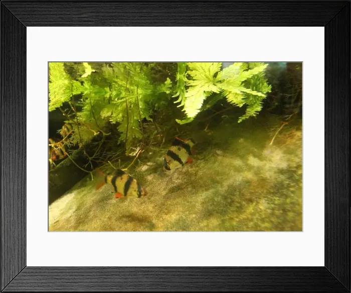 Framed Print : Puntius tetrazona is a group of small exotic fish aquariums in the oceanarium Framed Print : Puntius tetrazona is a group of small exotic fish aquariums in the oceanarium