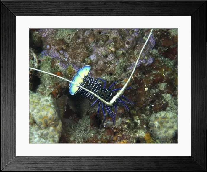 Framed Print : Painted rock crayfish (Panulirus versicolor), in the coral reef, dive site Twin Reef, Penyapangan, Bali, Indonesia, Asia Framed Print : Painted rock crayfish (Panulirus versicolor), in the coral reef, dive site Twin Reef, Penyapangan, Bali, Indonesia, Asia