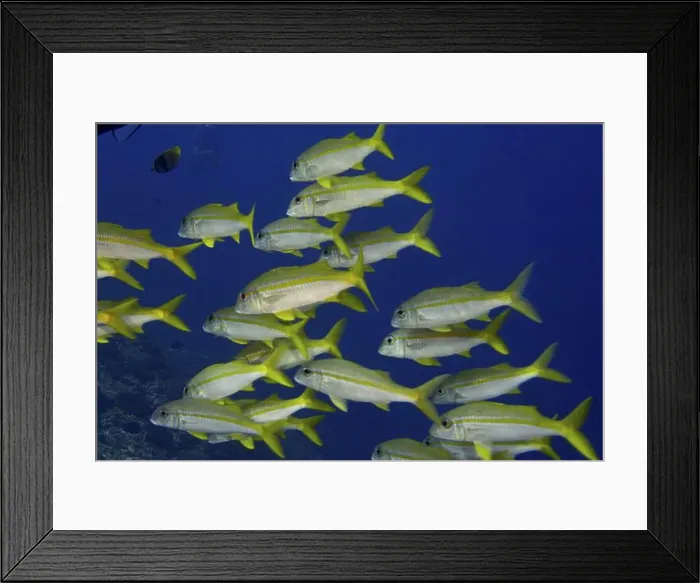 Framed Print : Shoal of yellow fish, yellowtail mullet (Mulloidichthys vanicolensis) Framed Print : Shoal of yellow fish, yellowtail mullet (Mulloidichthys vanicolensis)