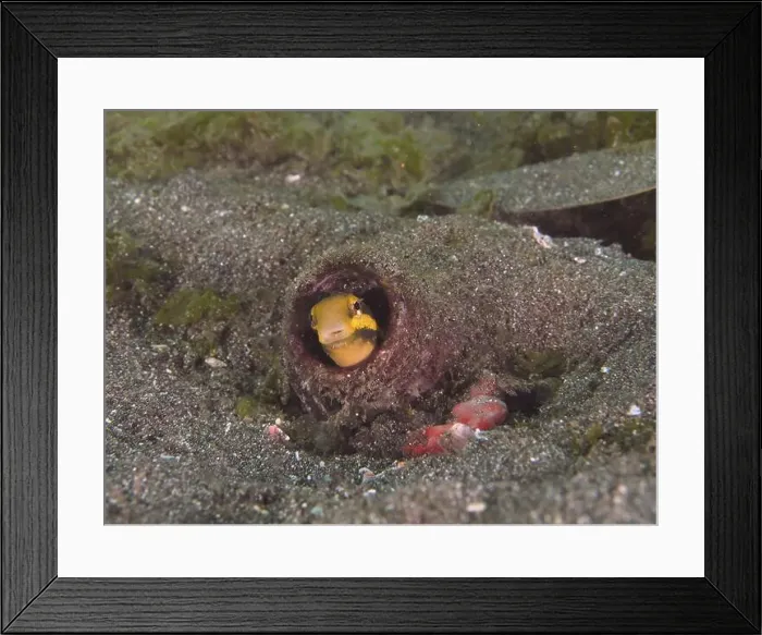 Framed Print : A striped mimicry blenny (Petroscirtes breviceps) hides in a bottle buried in the sandy seabed Framed Print : A striped mimicry blenny (Petroscirtes breviceps) hides in a bottle buried in the sandy seabed
