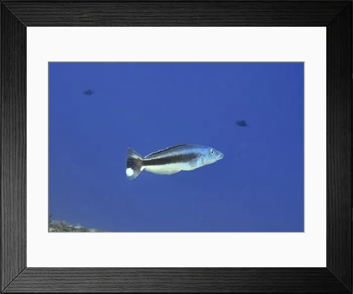 Framed Print : Blue fish, blue-headed torpedo perch (Malacanthus latovittatus)