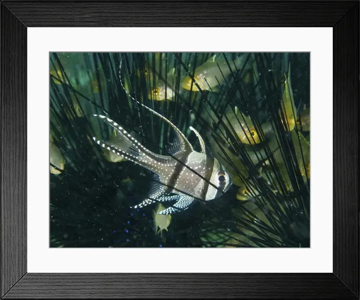 Framed Print : Tropical cardinalfish, Banggai cardinalfish (Pterapogon kauderni) Framed Print : Tropical cardinalfish, Banggai cardinalfish (Pterapogon kauderni)