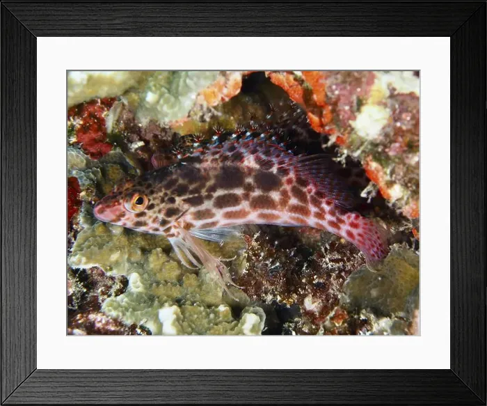 Framed Print : A red and white patterned fish Framed Print : A red and white patterned fish
