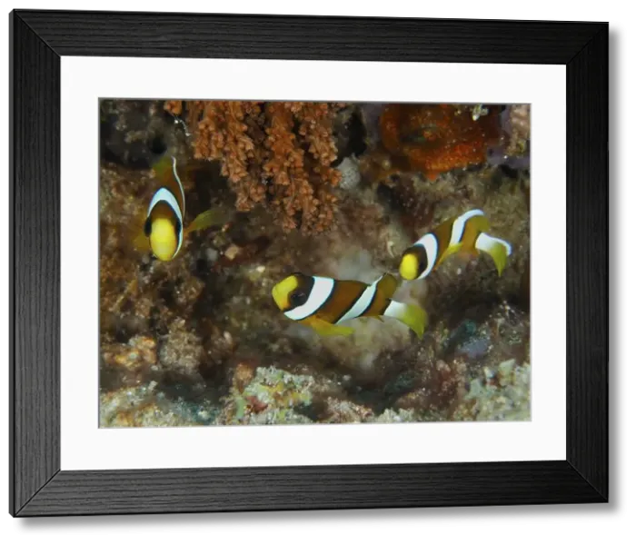 Framed Print : Three clownfish, Clark's anemonefish (Amphiprion clarkii) juvenile Framed Print : Three clownfish, Clark's anemonefish (Amphiprion clarkii) juvenile