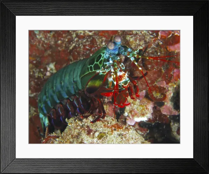 Framed Print : Colourful clown mantis shrimp (Odontodactylus scyllarus) on a coral reef Framed Print : Colourful clown mantis shrimp (Odontodactylus scyllarus) on a coral reef