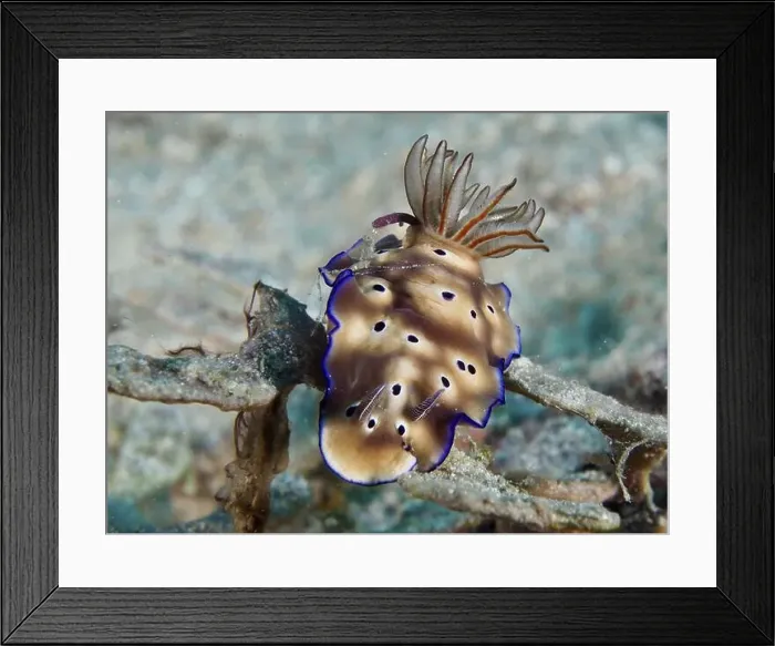Framed Print : Brown nudibranch with blue edges Framed Print : Brown nudibranch with blue edges