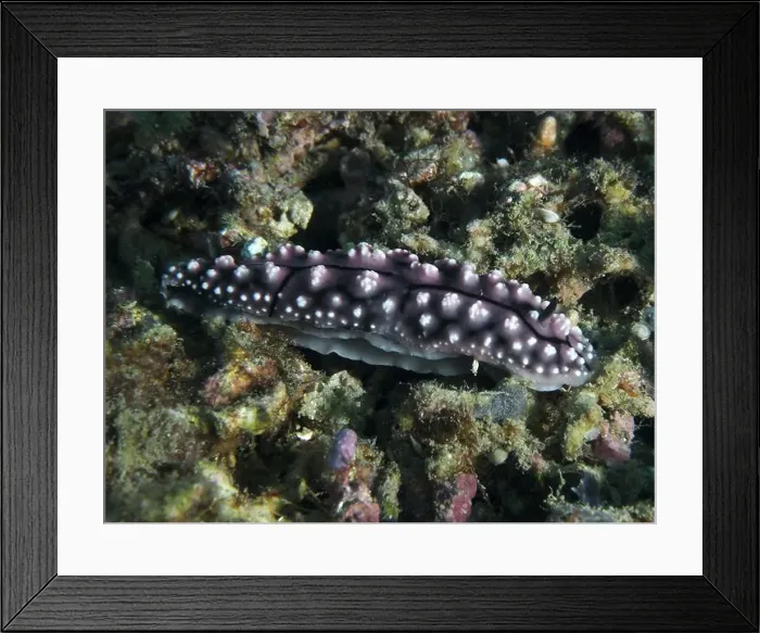 Framed Print : Black and purple nudibranch, pustule warty snail (Phyllidiella pustulosa) Framed Print : Black and purple nudibranch, pustule warty snail (Phyllidiella pustulosa)