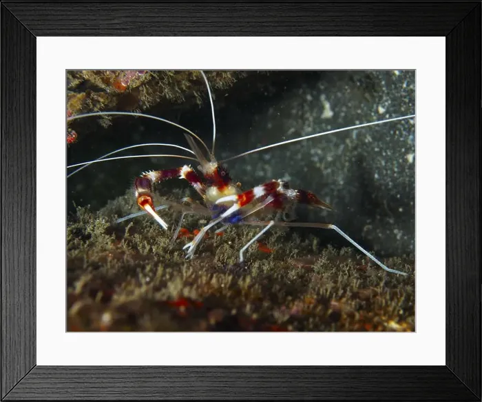 Framed Print : Red and white striped Banded Coral Shrimp (Stenopus hispidus) between algae and rocks Framed Print : Red and white striped Banded Coral Shrimp (Stenopus hispidus) between algae and rocks