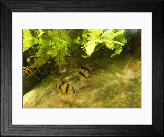 Framed Print : Puntius tetrazona on the sand in the oceanarium. Algae and fish in the aquariuem