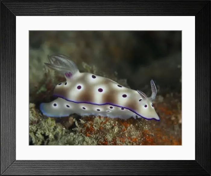 Framed Print : Dotted nudibranch with red-brown and white colours Framed Print : Dotted nudibranch with red-brown and white colours