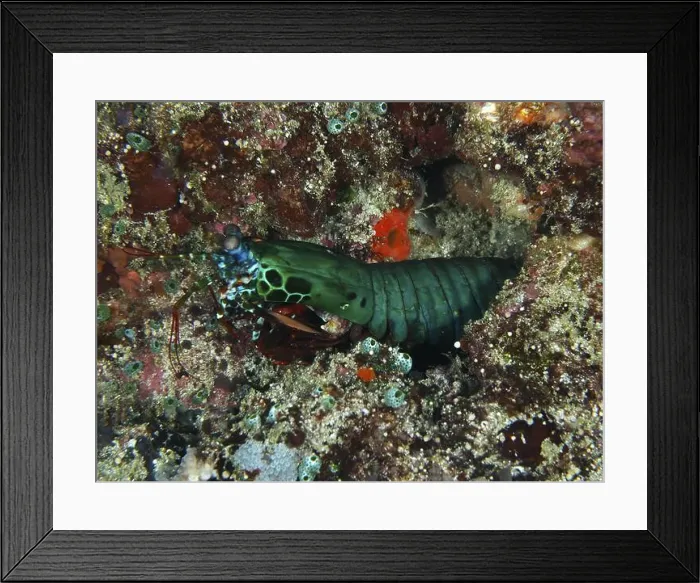 Framed Print : Bright green mantis shrimp, clown mantis shrimp (Odontodactylus scyllarus) Framed Print : Bright green mantis shrimp, clown mantis shrimp (Odontodactylus scyllarus)