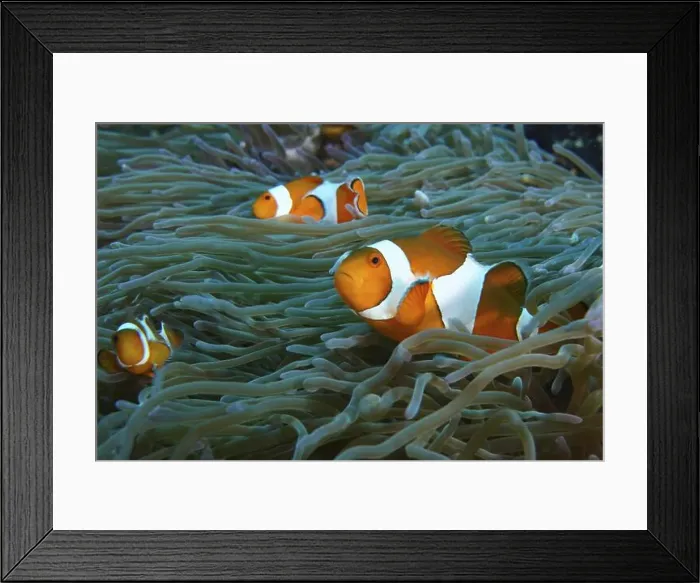 Framed Print : Several Ocellaris Clownfish (Amphiprion ocellaris) swimming between the tentacles of a sea anemone in the sea