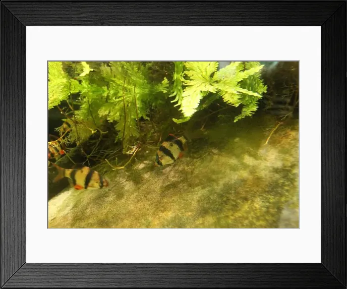 Framed Print : Puntigrus tetrazona is a small striped fish of black and yellow color swimming between algae in the water