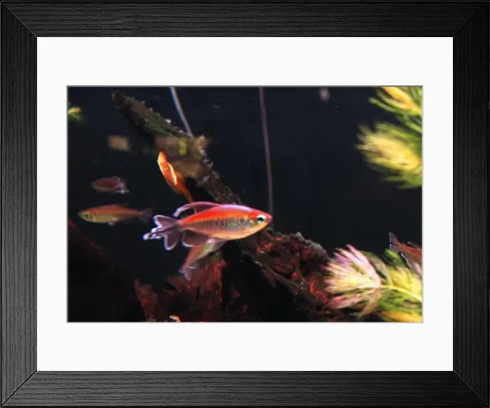 Framed Print : Phenacogrammus interruptus Small aquarium fish in the water on a dark background next to algae Framed Print : Phenacogrammus interruptus Small aquarium fish in the water on a dark background next to algae