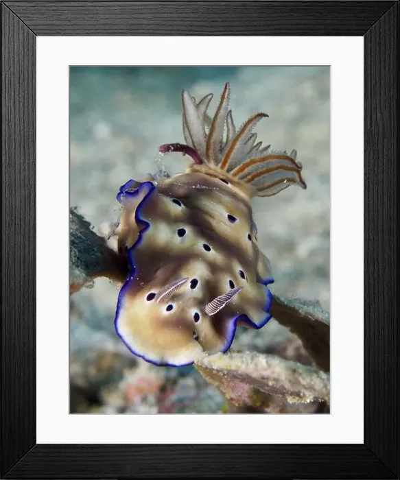 Framed Print : Nudibranch with wavy blue edge and dots
