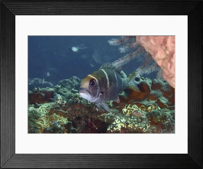 Framed Print : Mangrove snapper with large eyes Framed Print : Mangrove snapper with large eyes