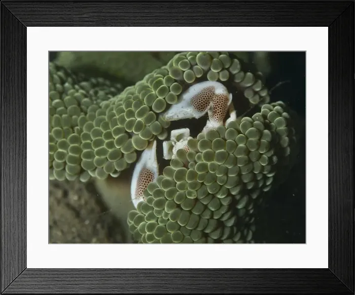 Framed Print : Porcelain crab, spotted porcelain crab (Neopetrolisthes maculatus) Framed Print : Porcelain crab, spotted porcelain crab (Neopetrolisthes maculatus)