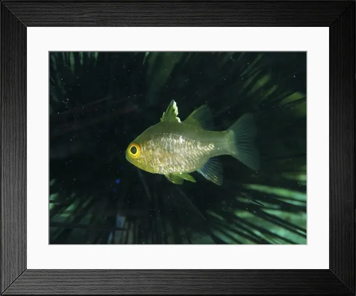 Framed Print : Greenish-yellowish fish, flagfin cardinalfish (Ostorhinchus hoevenii) Framed Print : Greenish-yellowish fish, flagfin cardinalfish (Ostorhinchus hoevenii)