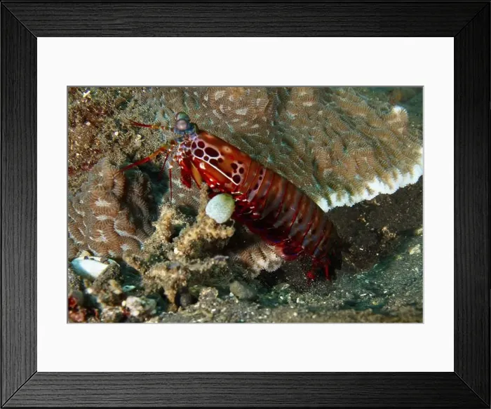Framed Print : A clown mantis shrimp (Odontodactylus scyllarus) in an environment with corals Framed Print : A clown mantis shrimp (Odontodactylus scyllarus) in an environment with corals