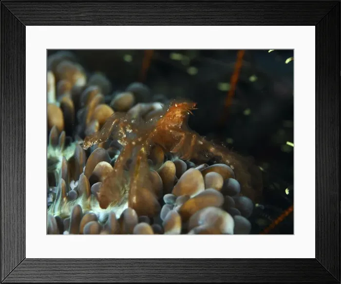 Framed Print : In the light, the orange crab, orang-utan crab (Achaeus japonicus) Framed Print : In the light, the orange crab, orang-utan crab (Achaeus japonicus)
