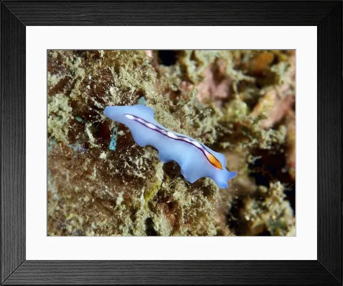 Framed Print : Long blue flatworm, racing stripe whirlpool worm (Pseudoceros bifurcus) Framed Print : Long blue flatworm, racing stripe whirlpool worm (Pseudoceros bifurcus)