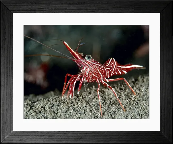 Framed Print : Red shrimp with stripes, camel shrimp (Rhynchocinetes durbanensis) Framed Print : Red shrimp with stripes, camel shrimp (Rhynchocinetes durbanensis)