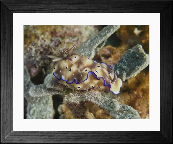 Framed Print : Exotic nudibranch with a brown body and blue edges Framed Print : Exotic nudibranch with a brown body and blue edges