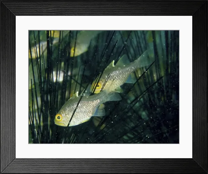 Framed Print : Two fish, bannerfin cardinalfish (Ostorhinchus hoevenii) Framed Print : Two fish, bannerfin cardinalfish (Ostorhinchus hoevenii)