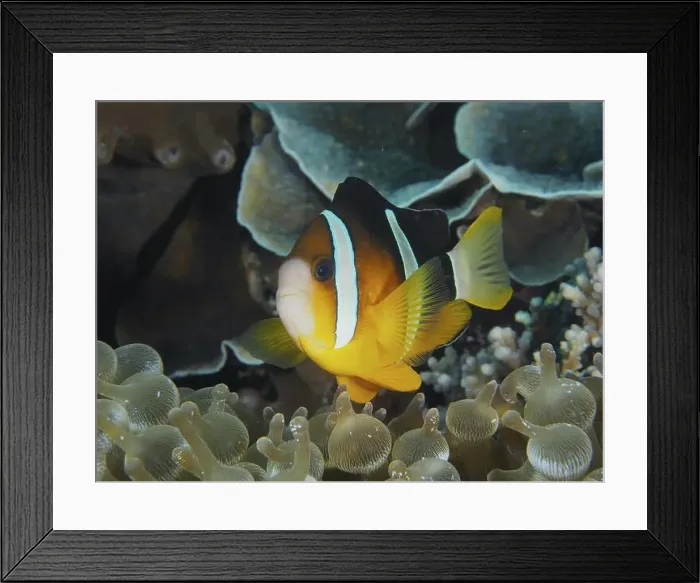 Framed Print : A lively clownfish, Clark's anemonefish (Amphiprion clarkii) Framed Print : A lively clownfish, Clark's anemonefish (Amphiprion clarkii)