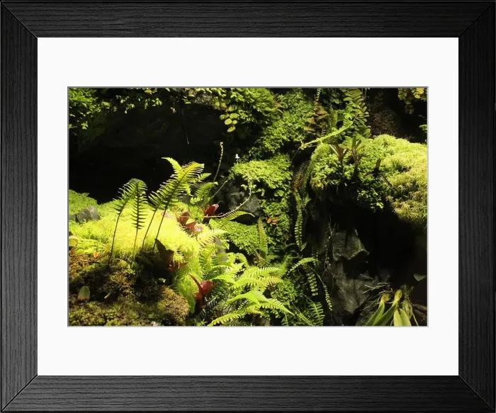 Framed Print : Green grass, thickets, moss, fern in the aquarium. Organization of life in the aquarium Framed Print : Green grass, thickets, moss, fern in the aquarium. Organization of life in the aquarium