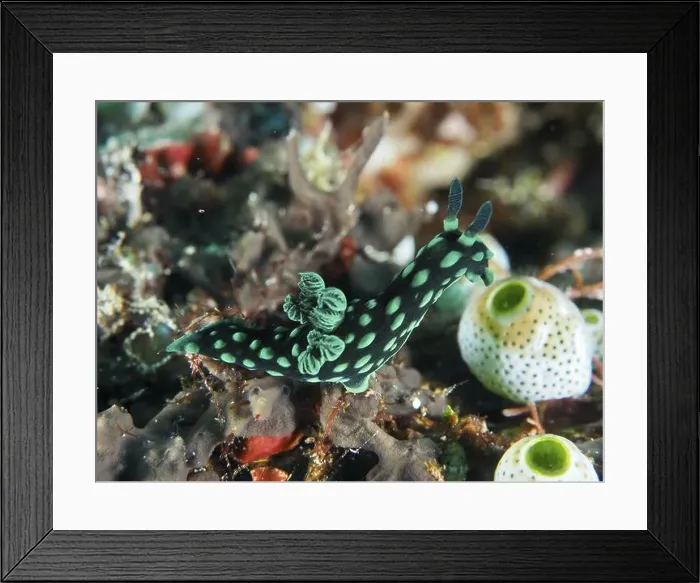 Framed Print : Green spotted nudibranch, neon star snail (Nembrotha cristata) Framed Print : Green spotted nudibranch, neon star snail (Nembrotha cristata)